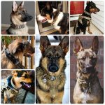 Dog training collar with adjustable tactical collar, control handle - Image 6