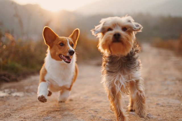 Breeders Best Tips About Coaching Your Brand New Puppy