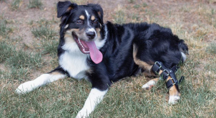 What is the Correct Rear Splint for My Dog?
