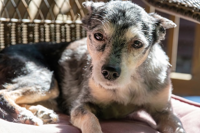 Easy tricks to teach old dogs without breaking a sweat