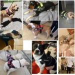 Dog Harness NO PULL Reflective Breathable Adjustable Pet - Image 5