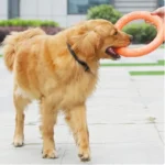 1pc Orange Dog Toys Pet Flying Disk Training Ring Puller - Image 3